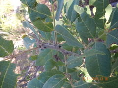 Zanthoxylum arborescens