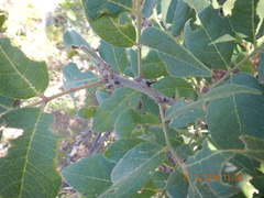 Zanthoxylum arborescens