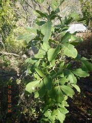 Zanthoxylum arborescens