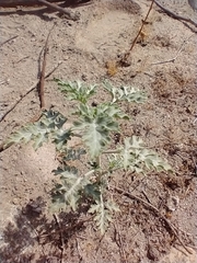 Ambrosia acanthicarpa