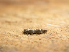 Mompha subbistrigella