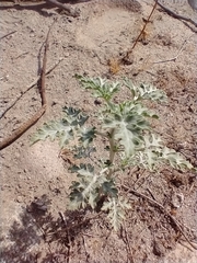 Ambrosia acanthicarpa