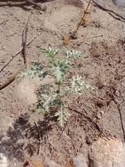 Ambrosia acanthicarpa