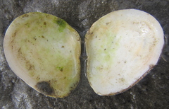 Macomona liliana