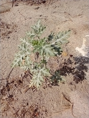 Ambrosia acanthicarpa