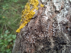 Lecanora populicola