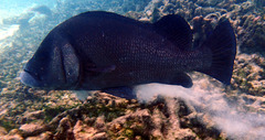 Plectorhinchus gibbosus