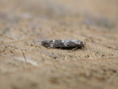 Mompha subbistrigella