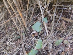 Zehneria scabra