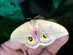 Automeris cecrops pamina