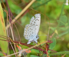 Pseudophilotes vicrama