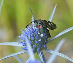 Zygaena ephialtes