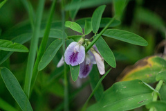 Clitoria triflora