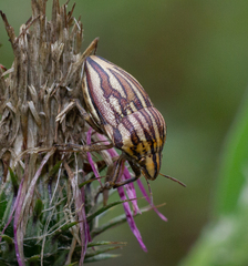 Odontotarsus