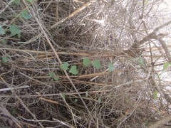 Zehneria scabra