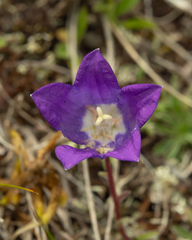 Campanula tridentata