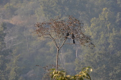 Anthracoceros albirostris
