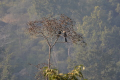 Anthracoceros albirostris