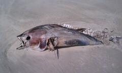 Thunnus