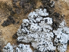 Toninia candida