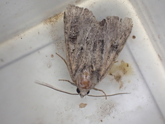 Mesoligia furuncula