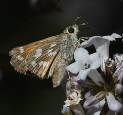 Hesperia lindseyi