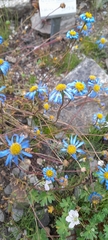 Felicia bergeriana