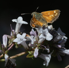 Hesperia lindseyi