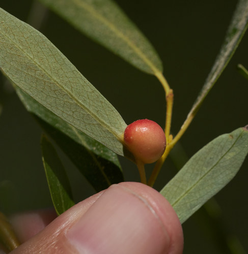 iNaturalist observation photo of Euura