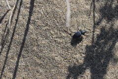 Tentyria mucronata