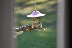 Sciurus carolinensis