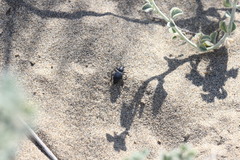 Tentyria mucronata