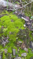 Pseudocrossidium crinitum