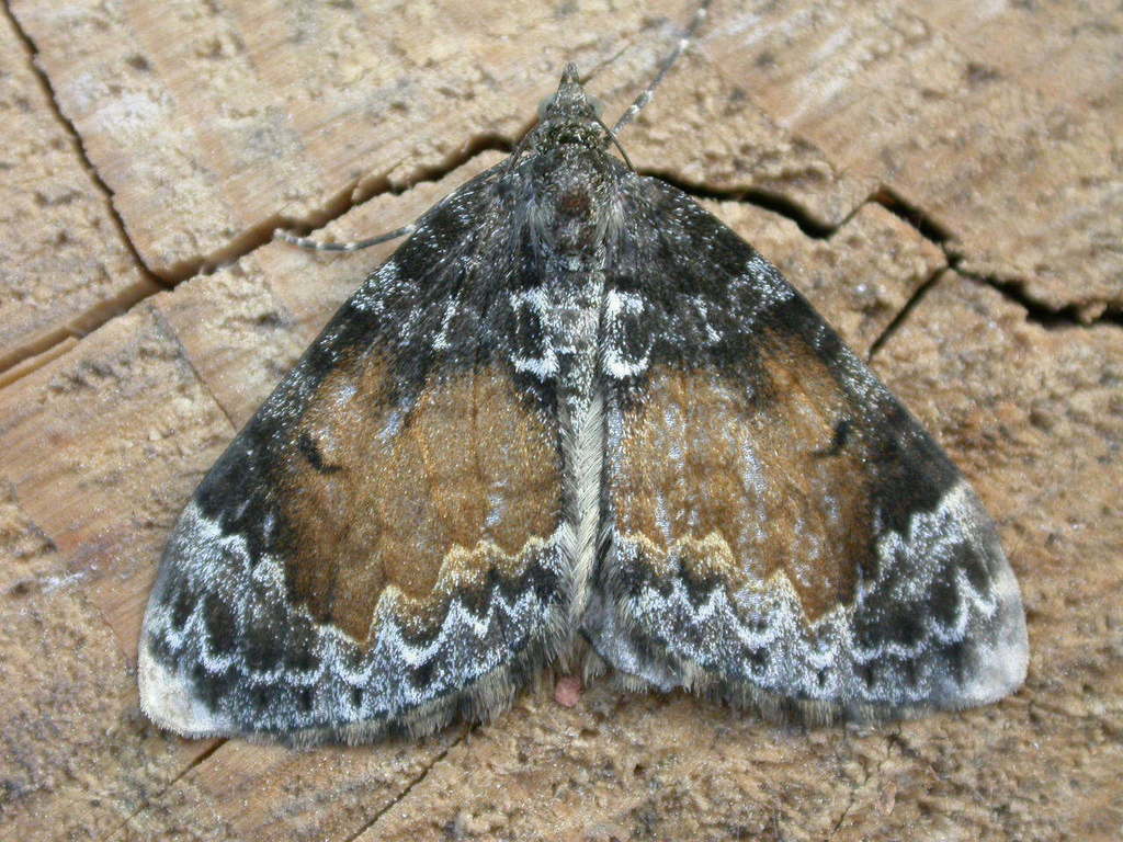 Common Marbled Carpet