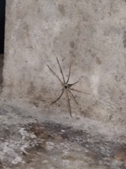 Heteropoda venatoria