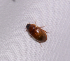 Cymbiodyta bifidus