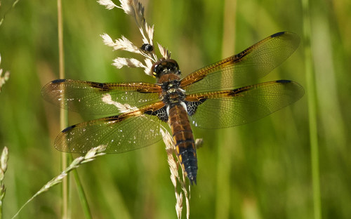 iNaturalist observation photo of Four-spotted Skimmer