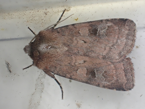Small Square-spot