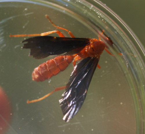 iNaturalist observation photo of Trogus edwardsii