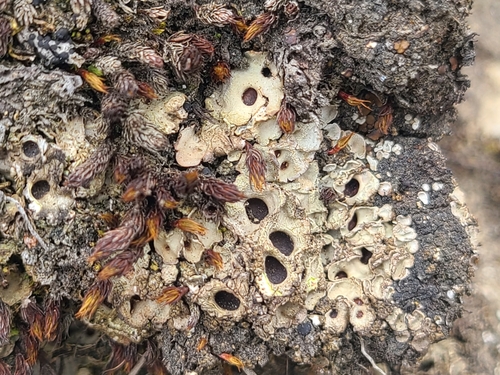 Greater Tundra Socket Lichen
