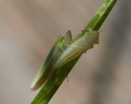iNaturalist observation photo of Sharpshooters