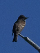 iNaturalist observation photo of Western Wood-Pewee