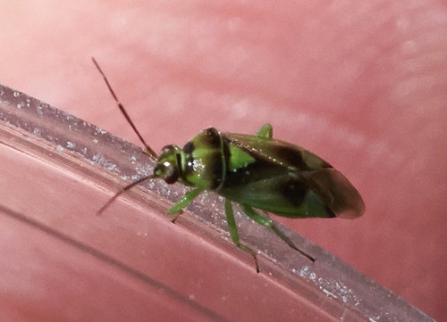 iNaturalist observation photo of Carrot Plant Bug