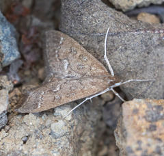 Mecyna mustelinalis