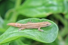 Cryptactites peringueyi