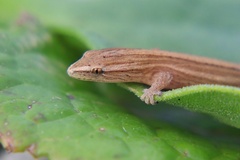 Cryptactites peringueyi