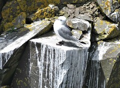 Rissa tridactyla tridactyla