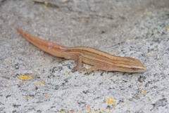 Cryptactites peringueyi