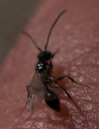 iNaturalist observation photo of Ants, Bees, Wasps, and Sawflies