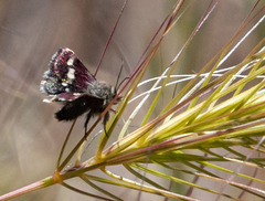 Microhelia angelica
